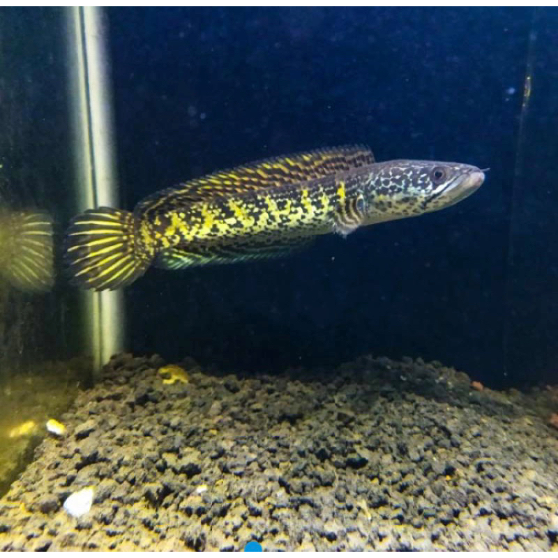 baby auranti kualitas super grade(A) uk 3-4cm