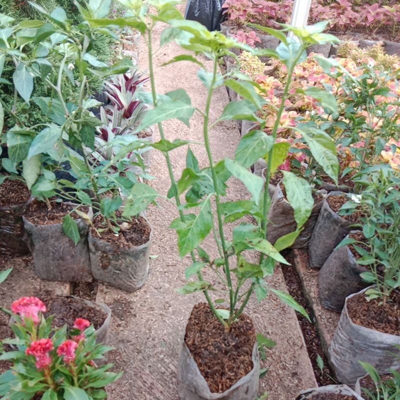 ID TANAMAN CABE RAWIT SETAN, CABE MERAH, POHON CABE RAWIT SETAN