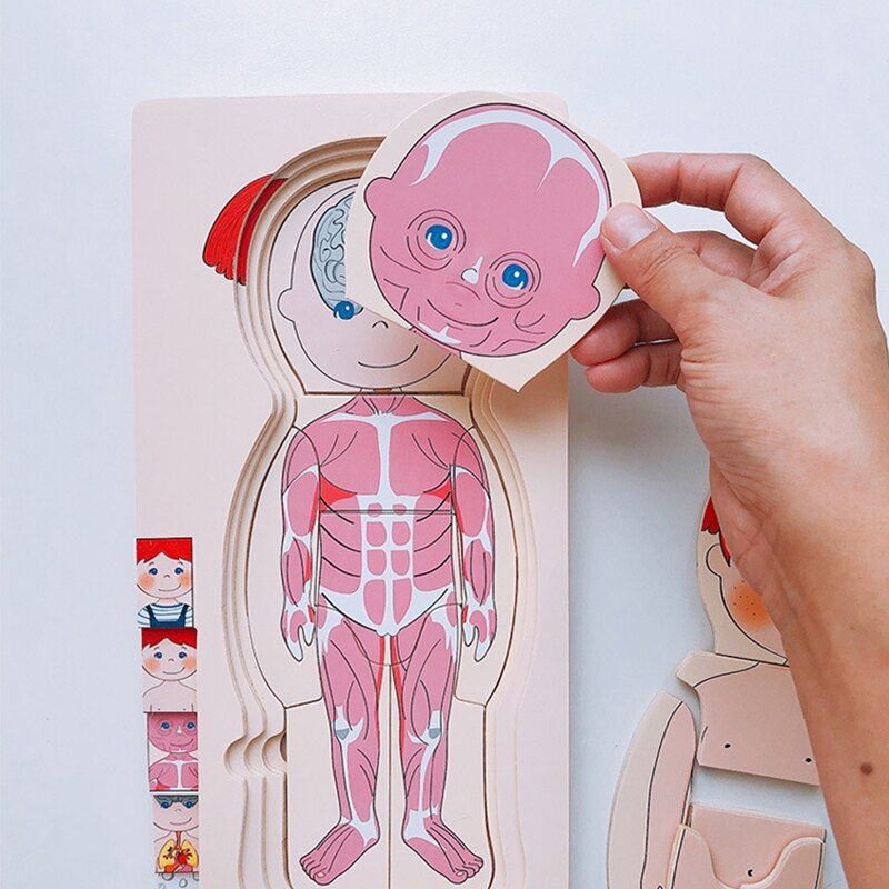 Human Body Puzzle Multilayer Anatomy Educational Wooden Puzzle Anak Montessori Puzzle Games