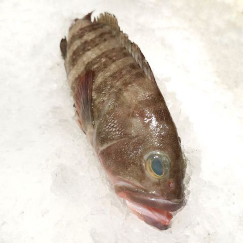 

ikan kerapu Kodok segar 1kg kerapu kodok