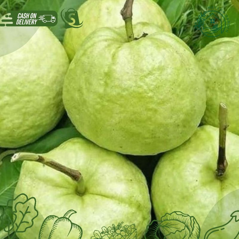 

JAMBU CRYSTAL SEGAR (Berat 500gr)