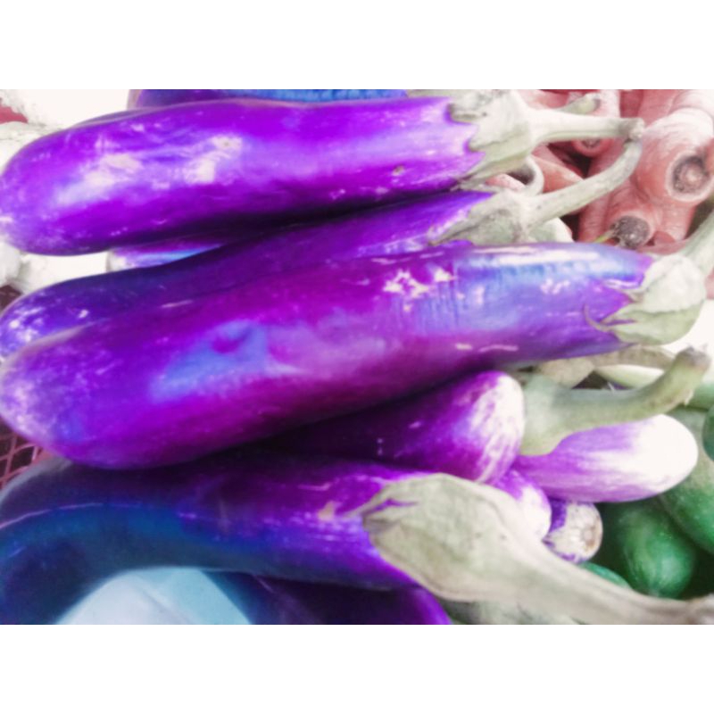 

terong ungu/terong fresh