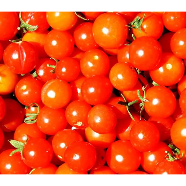 Tomat Ceri / Tomat Cherry