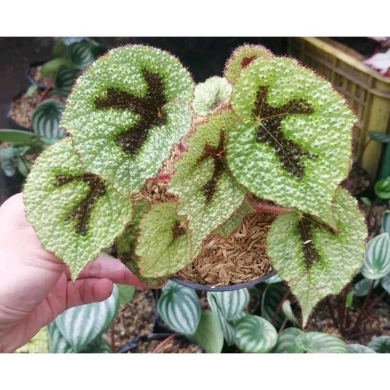 Tanaman Hias Begonia Tapak macan