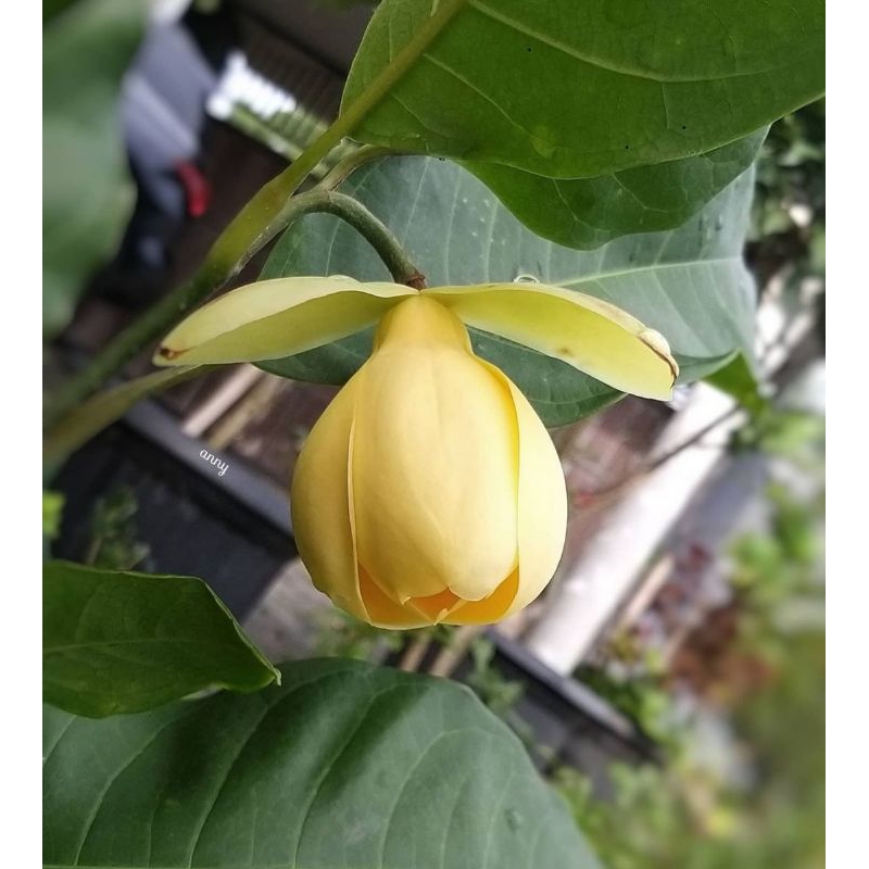 tanaman cempaka gondok kuning berbunga