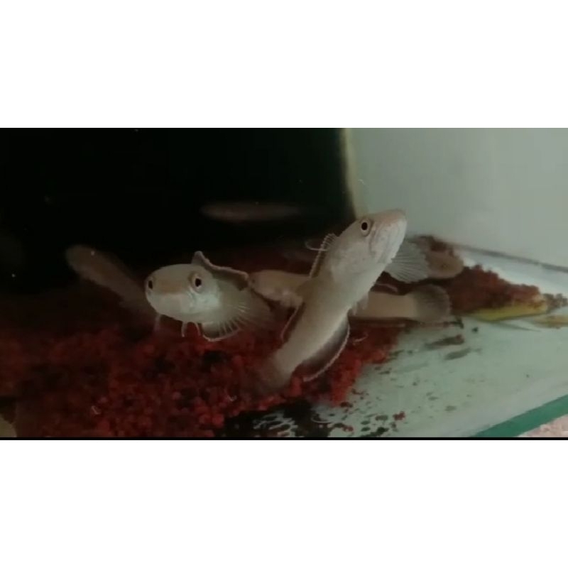 limbata rim tebal 6-7cm