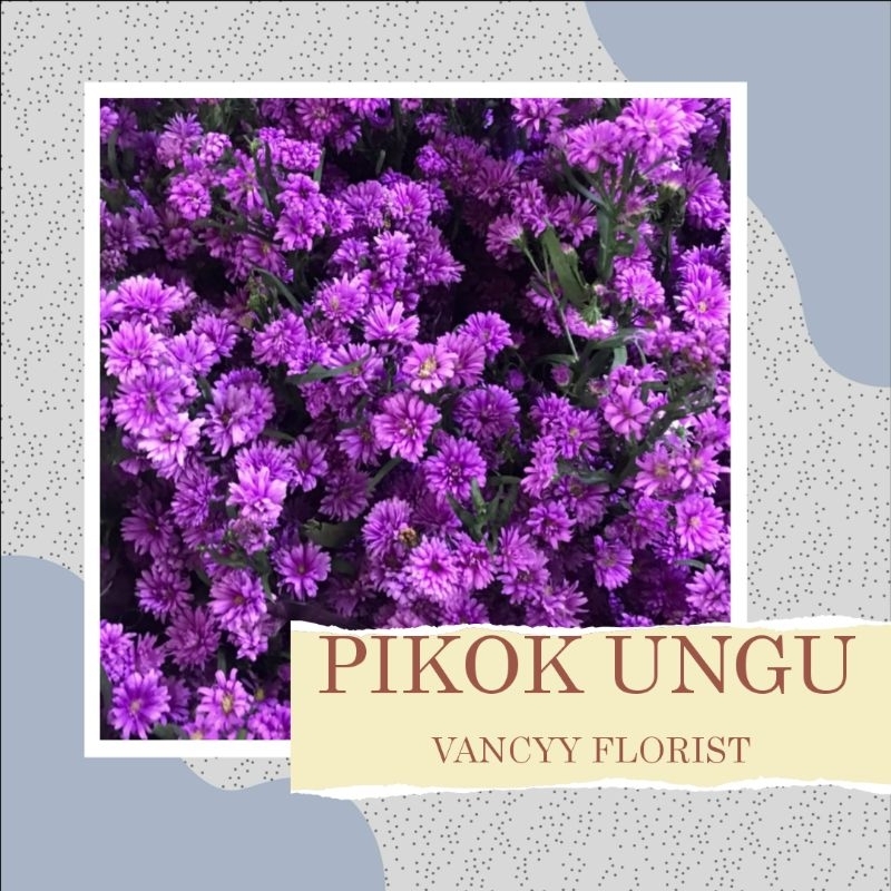 Bunga Pikok Fresh / Bunga Pikok Ungu / Bunga Peacock / Bunga Potong / Bunga Fresh / Bunga Segar / Bu