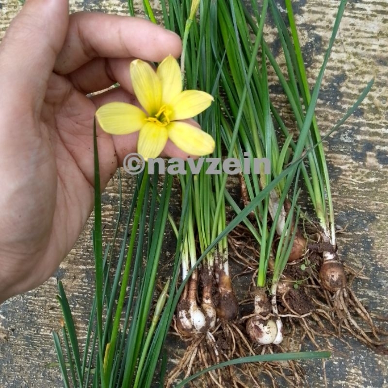

Bibit Lily Hujan/Rain Lily Kuning (100% Asli Kuning)