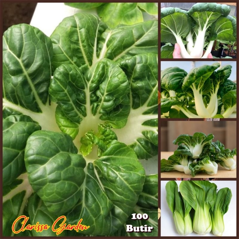 BIJI | BENIH SAWI BABY PAKCOY/SAWI NAI BAI