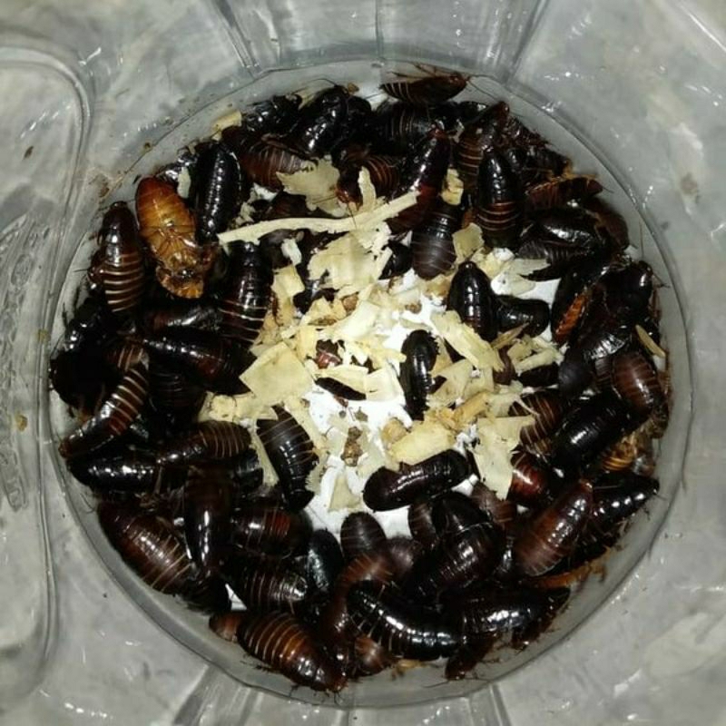 umpan mancing KECOA BATU,KECOA TANAH, TERKELAK ,CORO CEREMENDE MENJE