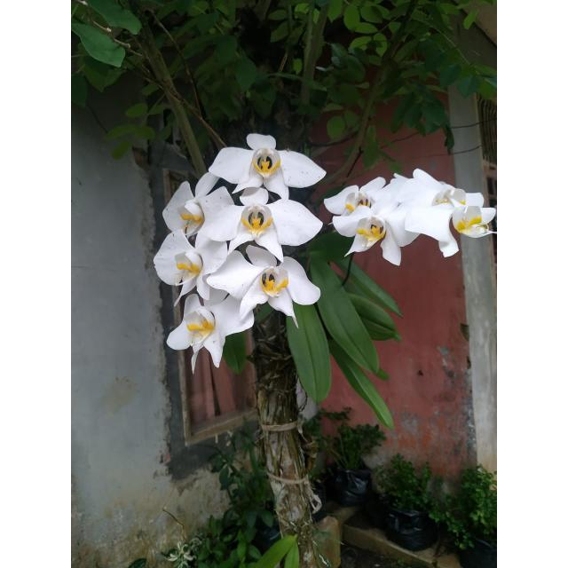 Phalaenopsis Amabilis