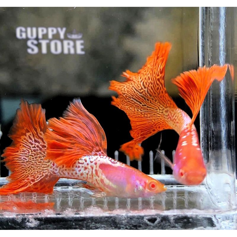 Jual Ikan Guppy Albino Red Lace Kontes + Bonus Pakan | Shopee Indonesia