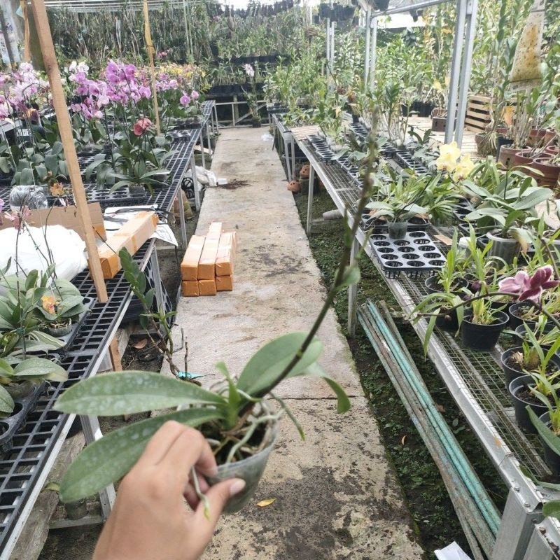 angbul  mini spike id acak 1kg  cukup 5