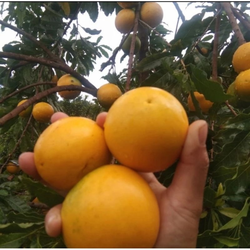 

buah abiu 1kg (buah segar, organik dan tanpa bahan kimia)