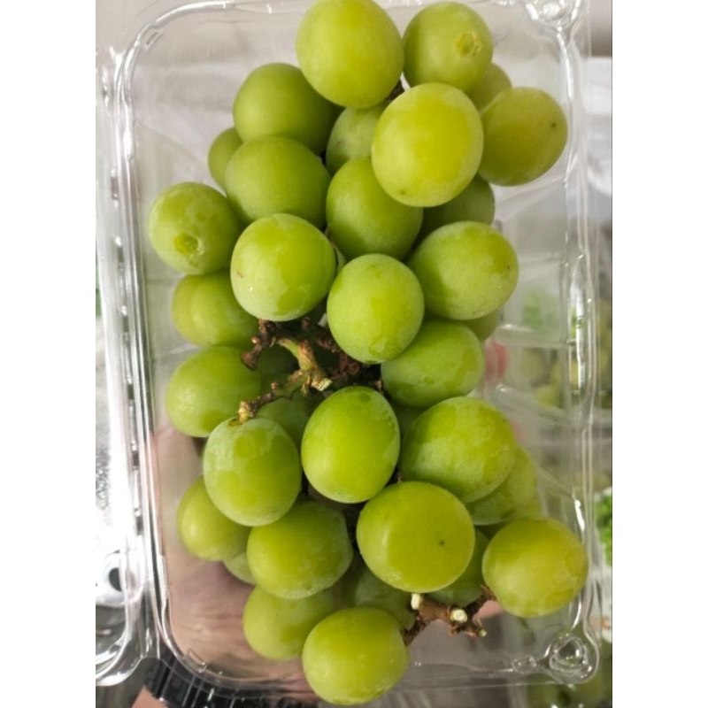 

Anggur Shine Muscat Per pack 500gram