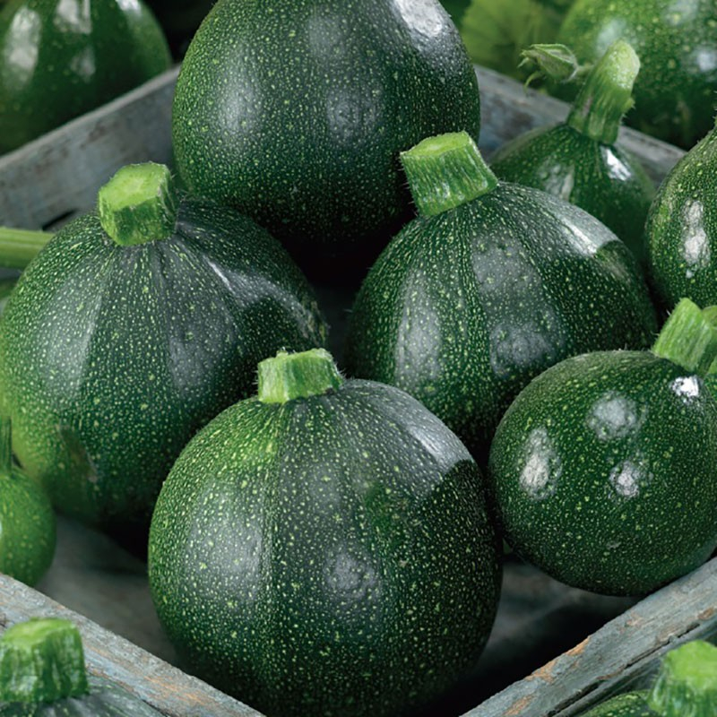 Benih Bibit Biji - Courgette Tonda Di Piacenza Zucchini Zukini Italian Squash Seeds - IMPORT