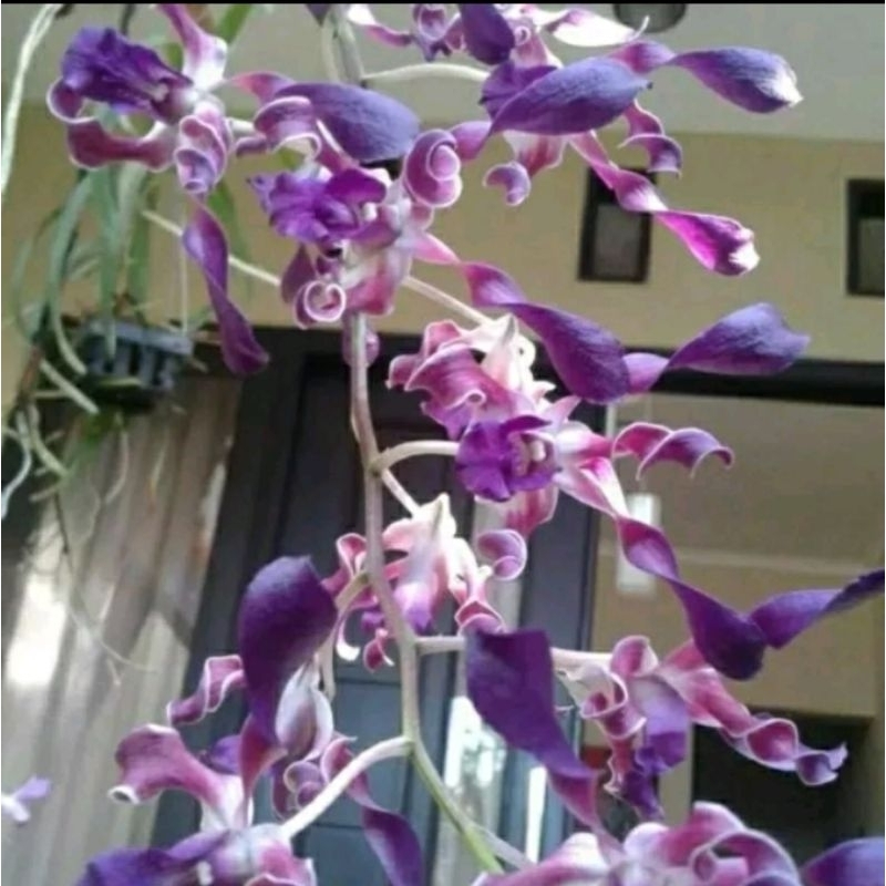 ANGGREK DENDROBIUM KERITING UNGGU DEWASA