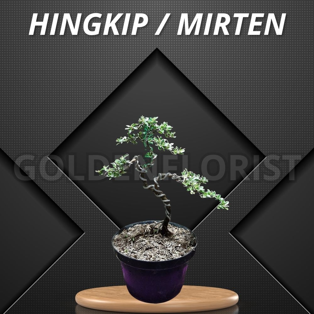 Bonsai Hingkip Mirten Jadi Siap Pajang - Tanaman Hias Bonsai Mame
