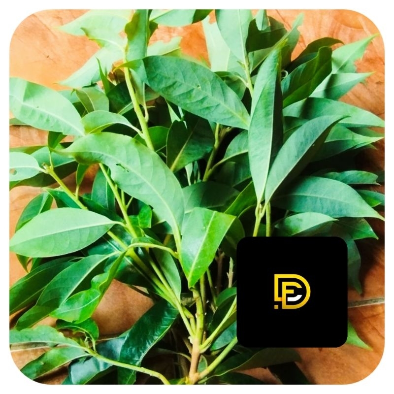 

Daun puspa segar 500 gram petik langsung-az
