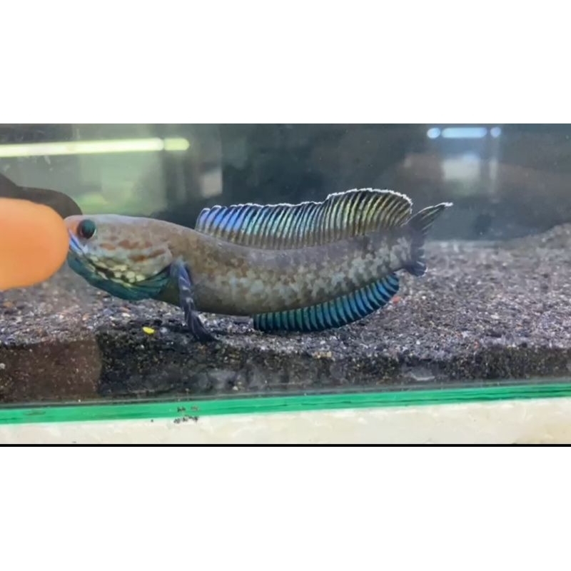 Patung ikan channa stewarti