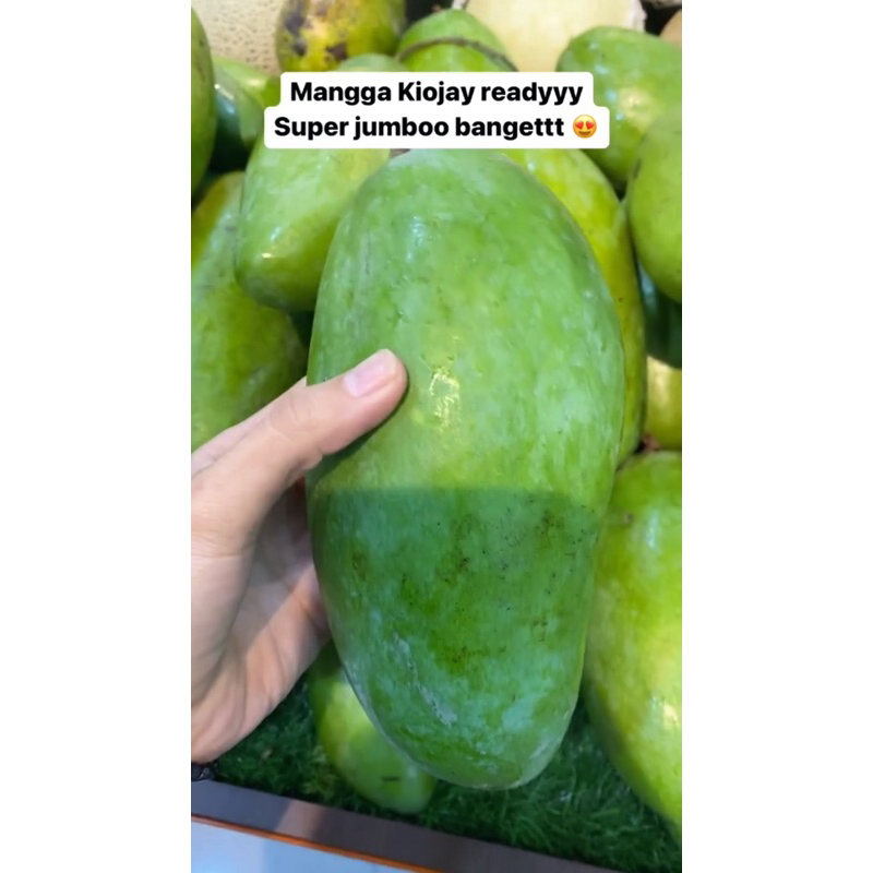 

Mangga kiojay Super Jumbo / ada yang mentah mengkal mateng