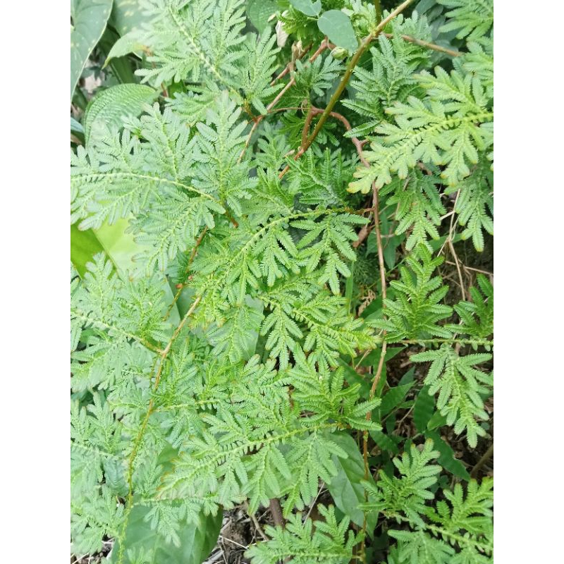 

Daun ceker ayam segar 1kg