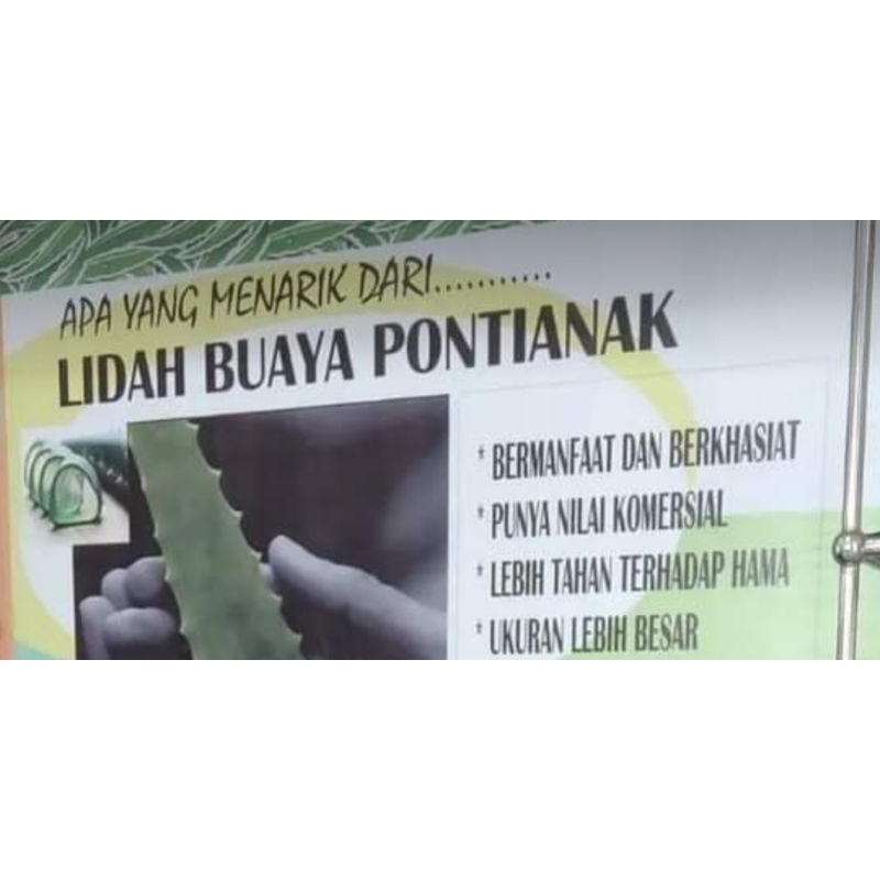 TANAMAN LIDAH BUAYA JUMBO PONTIANAK , INSTANT