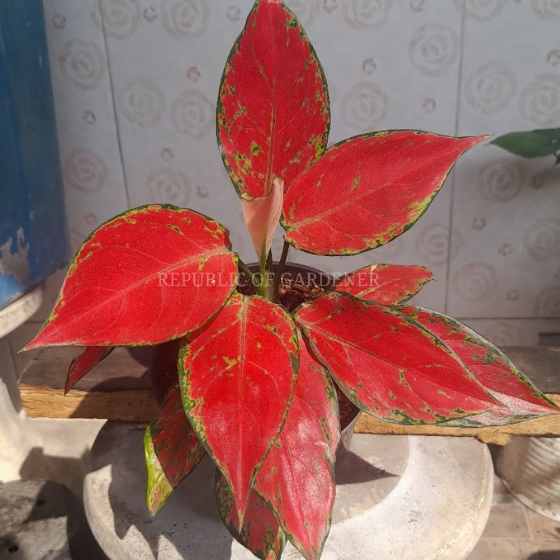 (REAL PICT) Aglaonema Red Ruby