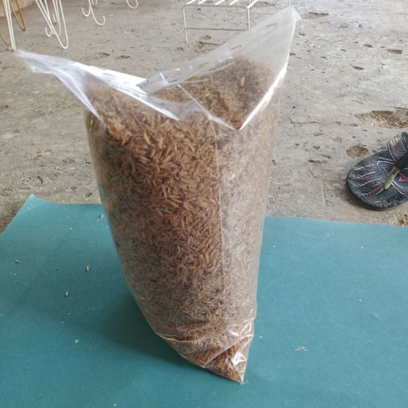 Sekam Fermentasi Siap Pake Media Fermentasi Sekam