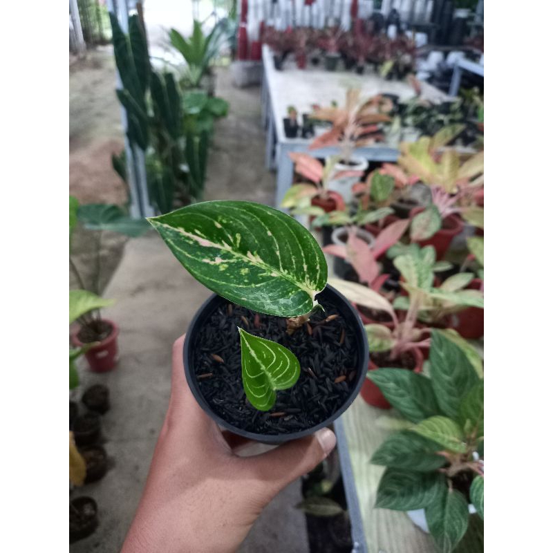 aglonema Hot lady white murah / hotlady white rumpun 2 sesuai foto