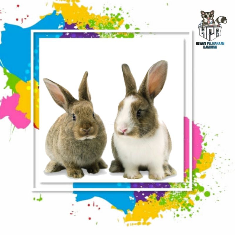 anak kelinci lokal hias