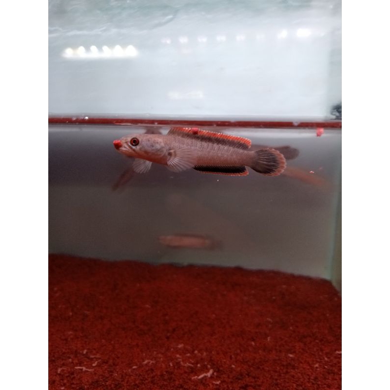 limbata cb 5cm rim tebal super merah