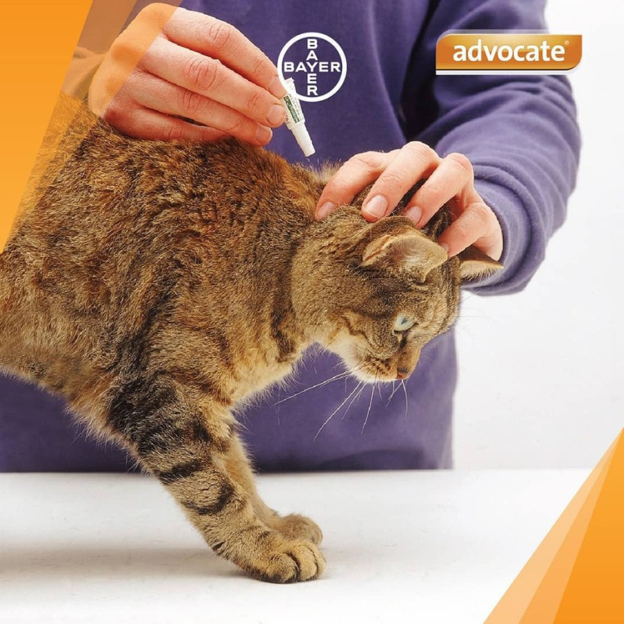 Advocate Cat Obat Kutu Kucing Kecil Tetes 4kg, tube 0.4ml Small Cats