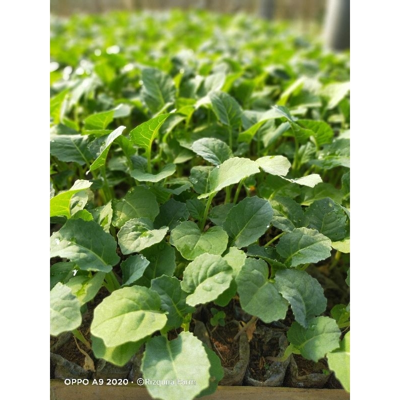 Bibit Brokoli Hijau siap tanam/sayur/
