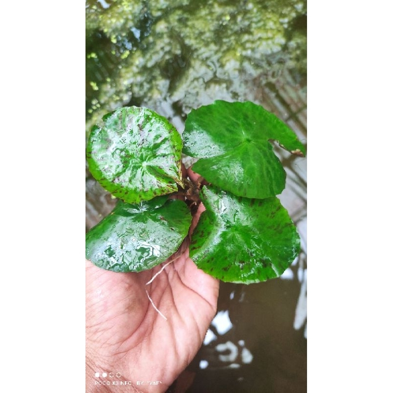 tiger lotus aquascape