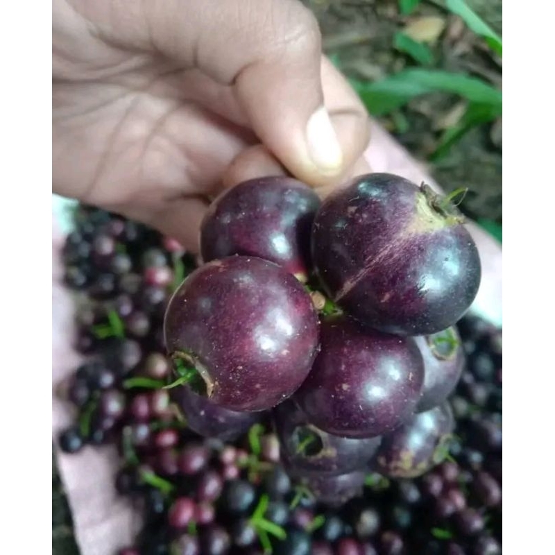 

Buah Kupa gowok & gengge 1kg