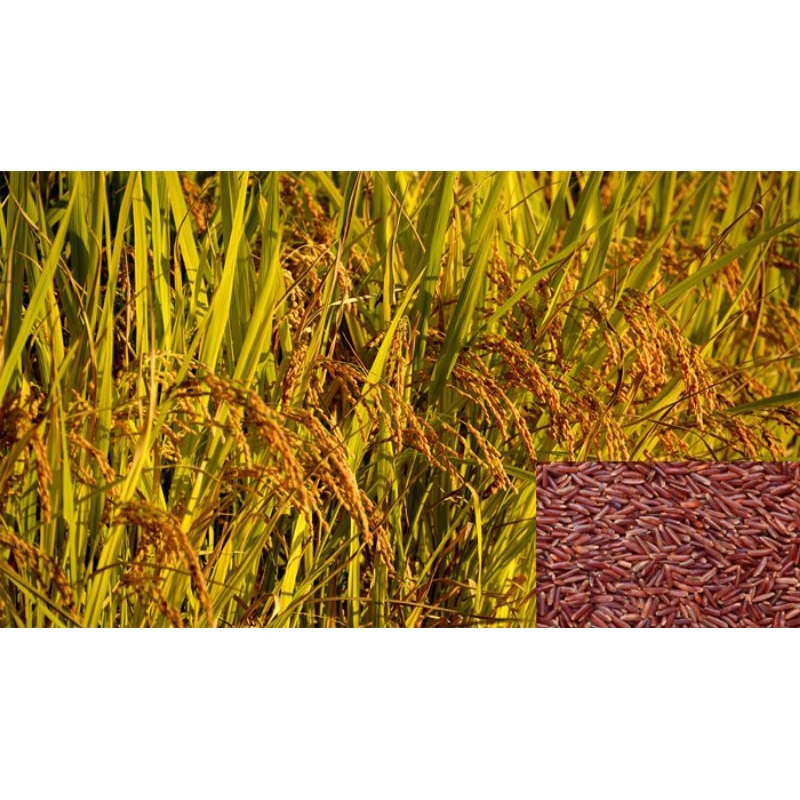 bibit padi merah 1kg