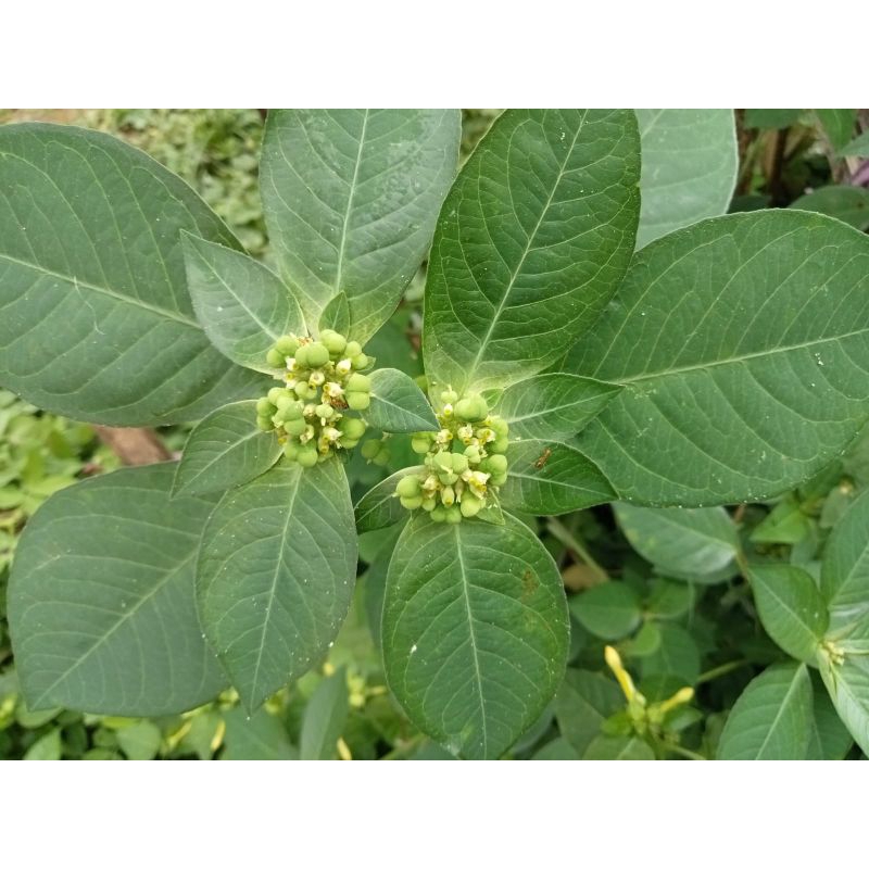 

Daun sena FRESH 500gr