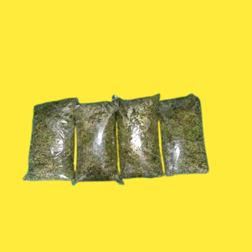 SPAGNUM MOSS ( MOSS PUTIH )