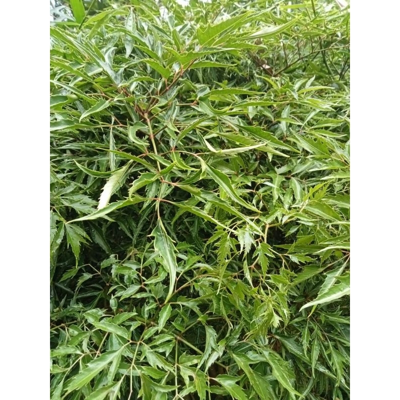 

Lalapan daun berlangkas 1kg