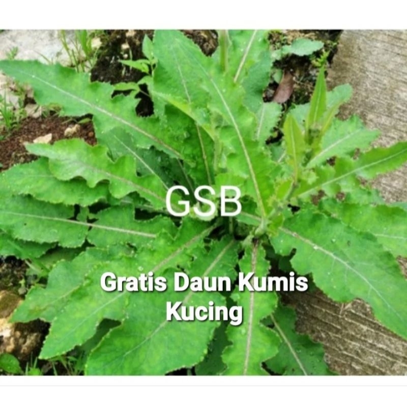 

Daun tempuyung segar 500 gram GRATIS daun kumis kucing