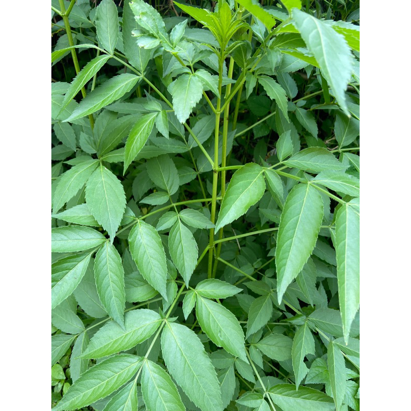 

Daun sangitan segar 500 gram sambucus javanica-az