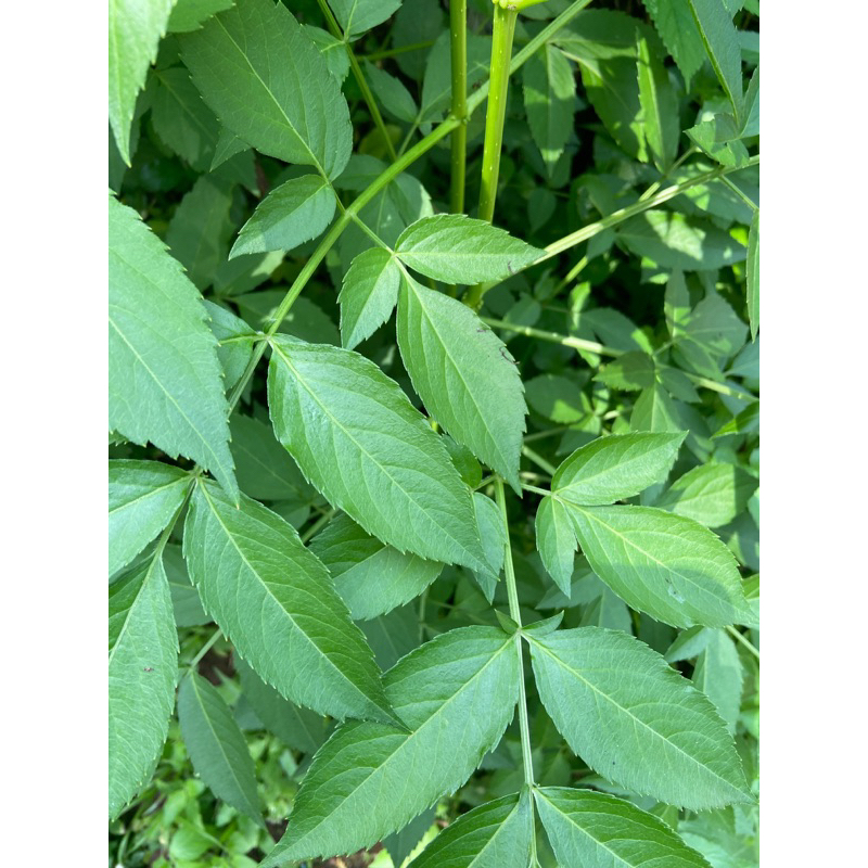 

Daun sangitan segar 1 kg sambucus javanica fresh-az