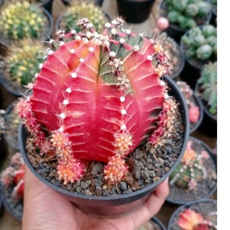 KAKTUS MILO STARFIRE