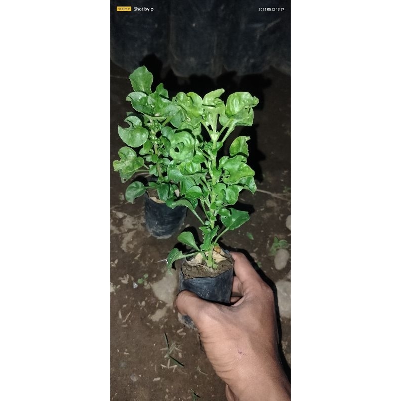 bibit bayam brazil