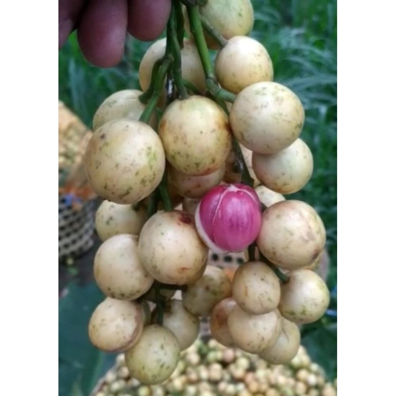 

Bencoy,kemundung,menteng