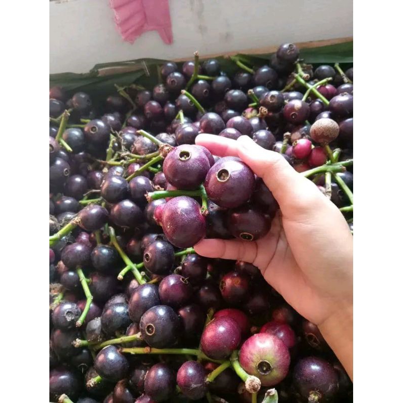 

Buah Kupa Gowok Fress 1Kg