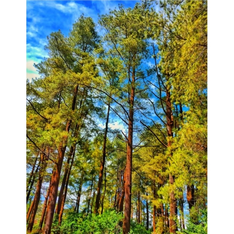 pohon pinus - bibit pohon pinus