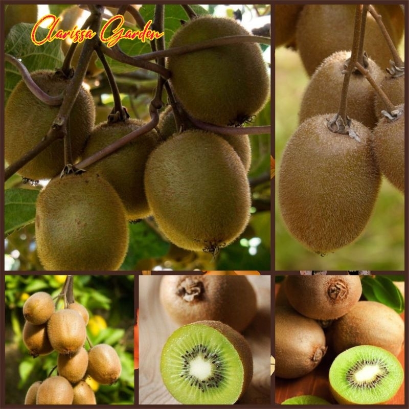 25 BUTIR BIJI | BENIH TANAMAN BUAH KIWI