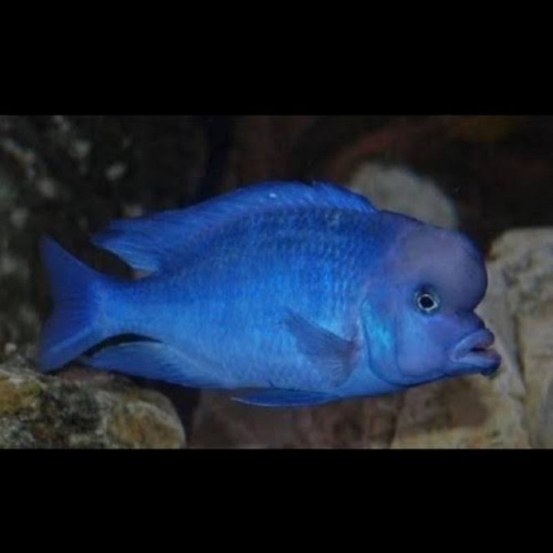 cichlid blue dolphin Cryptocora moori 4cm